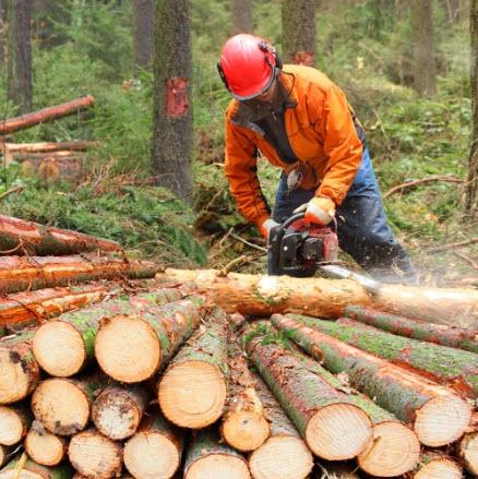 Chainsaw Operator Trimming Trees