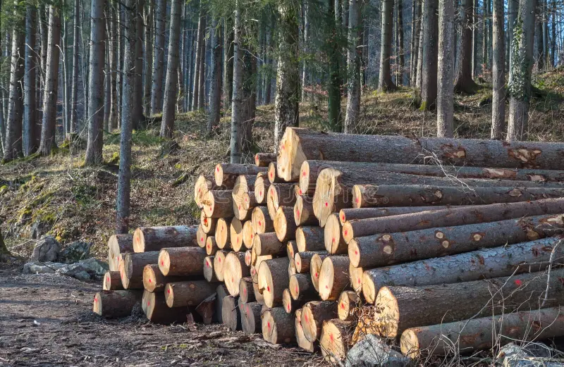 Stacked Timber, Graded Timber Logger Logging