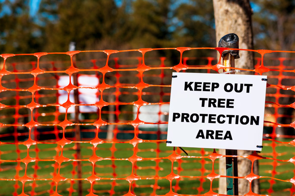 Tree Protection Fence, Limits of Disturbance